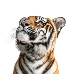 Obraz premium Big tiger looking isolated on white