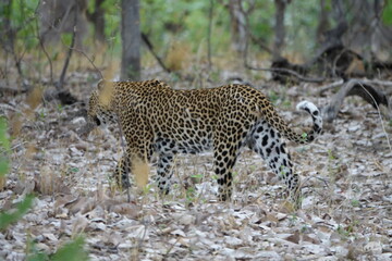 Female Leopard strolling through Khwai Region in Okavango Delta