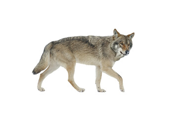 walking wolf in winter isolated on white background © fotomaster