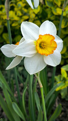 Obraz premium blooming daffodils in the spring garden