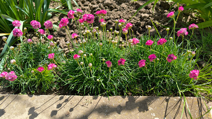 armeria maritima, thrift seapink, plant in bloom