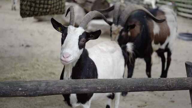 Cute female goat portrait looking into camera on the farm