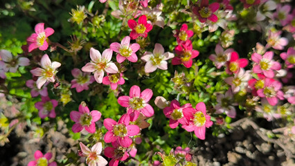 Irish Saxifrage, Saxifraga rosacea Moench plant in pink bloom