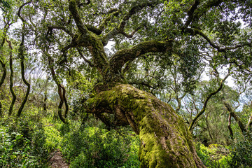 Ancient oak forest of Bussaco, in Luso, Aveiro in Portugal. Trail between trees. Stairs in forest....