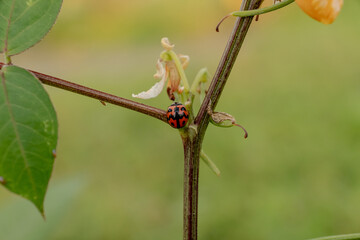 ladybug