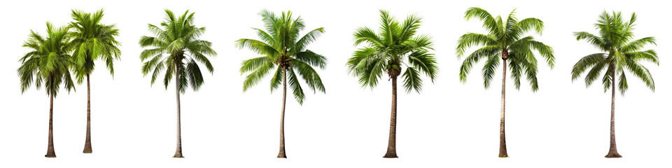 Fototapeta premium Coconut tree tropical plant png cut out element set, transparent background