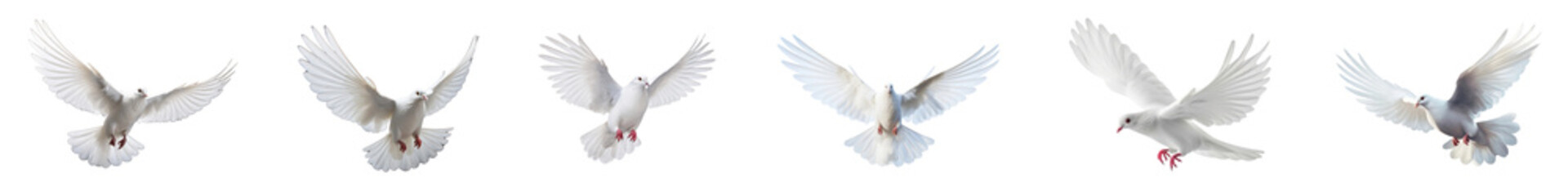 Obraz premium Flying dove bird animal png cut out element set, transparent background