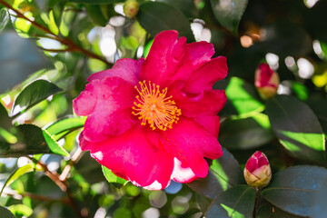 赤い椿の花13