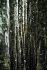 Obraz premium A dense forest with many trees covered in thick moss, ideal for fantasy or sci-fi scenes