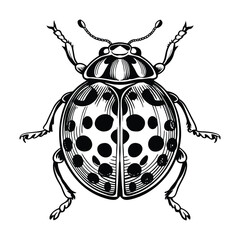 Vector Drawing of a Ladybug isolated Background