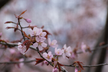サクラの花のクローズアップ
