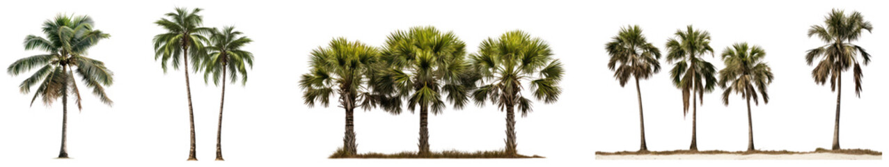 Fototapeta premium Tropical palm tree png cut out element set, transparent background