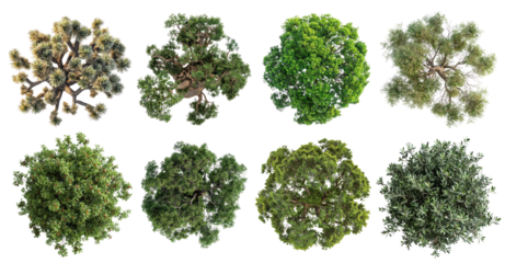 Top view tree png cut out element set, transparent background