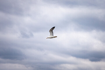 seagull in flight