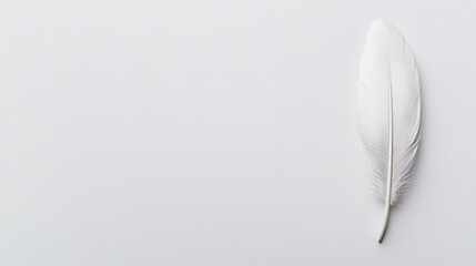 Single white feather on a white background.