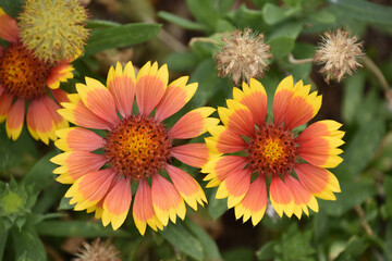 Close Up of Red and Yellow Gaillardia Flowers