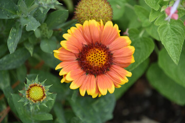 Yellow and Red Blanket Flower in Bloom