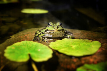 frog in the pond