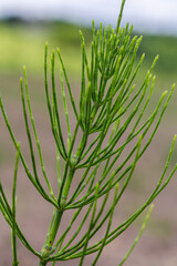 Horsetail field Equisetum arvense grows in the wild