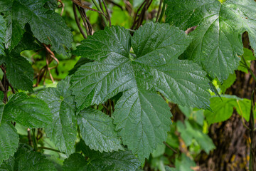 hop leaves. Humulus. green leaves of a climbing plant. natural autumn background, leaves close up. light, bright hop leaves.