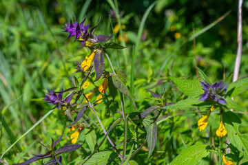 Wood cow-wheat, colorful meadow flower, detail of summer flower, Melampyrum nemorosum