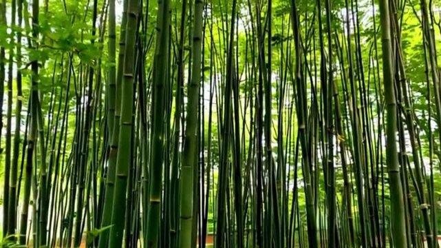 Bamboo forest Breeze 4K HD Video, The shooting sight of bamboo stalks swaying gently in the wind.