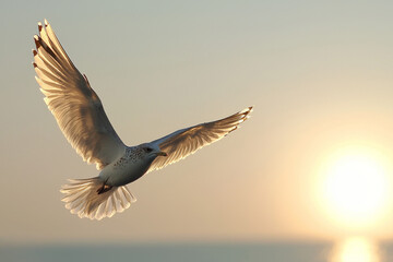 Fototapeta premium Seagull in flight at sunset, wings spread wide, golden light.