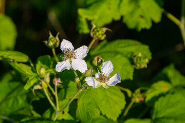 Flower of European dewberry Rubus caesius in the summer