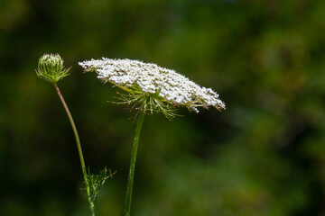 Daucus carota known as wild carrot blooming plant