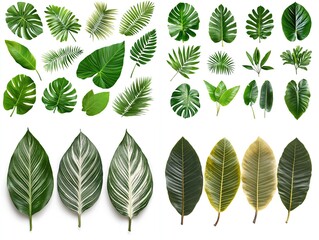 Collection of various tropical leaves isolated on white background.