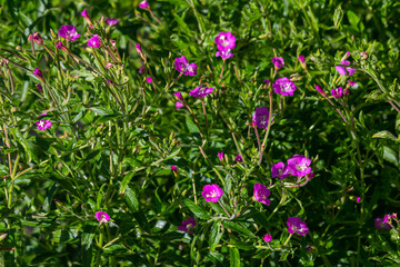 willow-herb epilobium hirsutum during flowering. Medicinal plant with red flowers