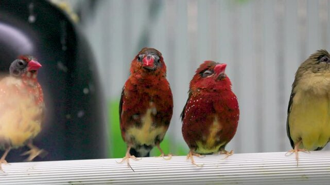 A couple of cute Red Avadavats bird pets cuddled up together. The red avadavat, red munia or strawberry finch, is a sparrow-sized bird of the family Estrildidae.