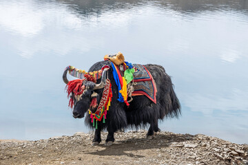 geschmücktes Yak in Tibet