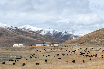 malerische Hochebene in Tibet mit Yak Herde und einfachen Häusern