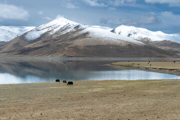 Tibet - schneebedeckte Berge mit See und Yaks im Vordergrund