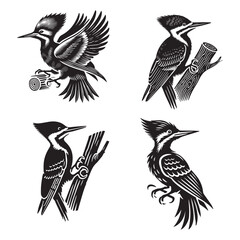 Detailed Monochrome Vector Silhouettes of the Pileated Woodpecker Isolated on a White Background