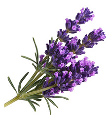 Obraz premium Beautiful Purple Lavender Flowers Isolated on Black Background Elegant Floral Botanical Nature Photography Still Life Image Perfect for Design Projects and Decoration High Resolution Image of Blooming