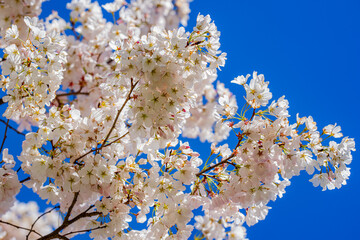 Apple blossom over blue sky. Spring background with white blossom tree. Spring apple blossoms, white flowers.