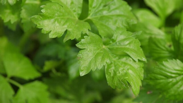 Celery Leaf Detail: Close-up of vibrant green celery leaves, showcasing their intricate texture and delicate veins.  The verdant hues and fine details make this image ideal for food photography.