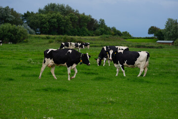 Grazing cows. Cows at field. Cow herd at green pasture. Countryside landscape and pasture for cows....