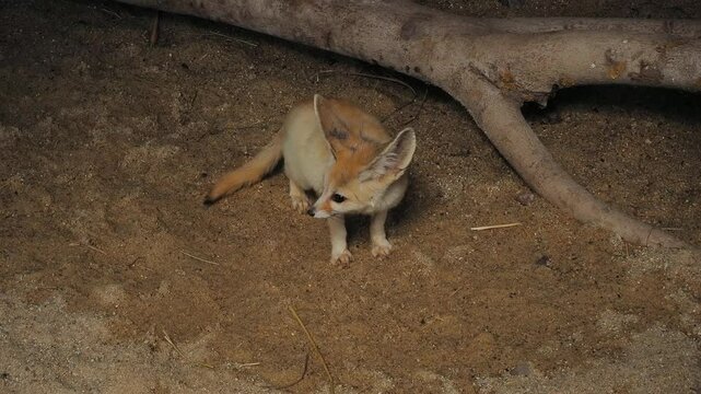 Vulpes zerda looks in different directions