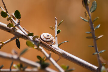 Closed snails on branches and stones close-up in natural colors. Macro