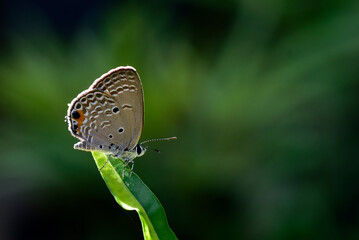 Butterfly Plebejus argus. Small silvery blue butterfly of the family Lycaenidae. shallow focus.
