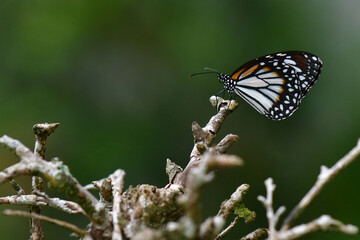 butterfly on a leaf, 