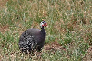座って鳴くホロホロチョウ