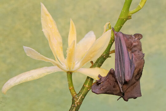 A short-nosed fruit bat eating magnolia flower in full bloom. This flying mammal has the scientific name Cynopterus minutus.
