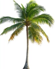 Obraz premium A vibrant coconut palm swaying gently in the breeze. Its lush green fronds create a tropical vibe. Perfect for summer themes. Generative AI.