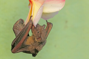 A short-nosed fruit bat eating frangipani flowers. This flying mammal has the scientific name Cynopterus minutus.