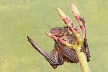 A short-nosed fruit bat eating frangipani flowers. This flying mammal has the scientific name Cynopterus minutus.