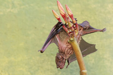 Naklejka premium A short-nosed fruit bat eating frangipani flowers. This flying mammal has the scientific name Cynopterus minutus.